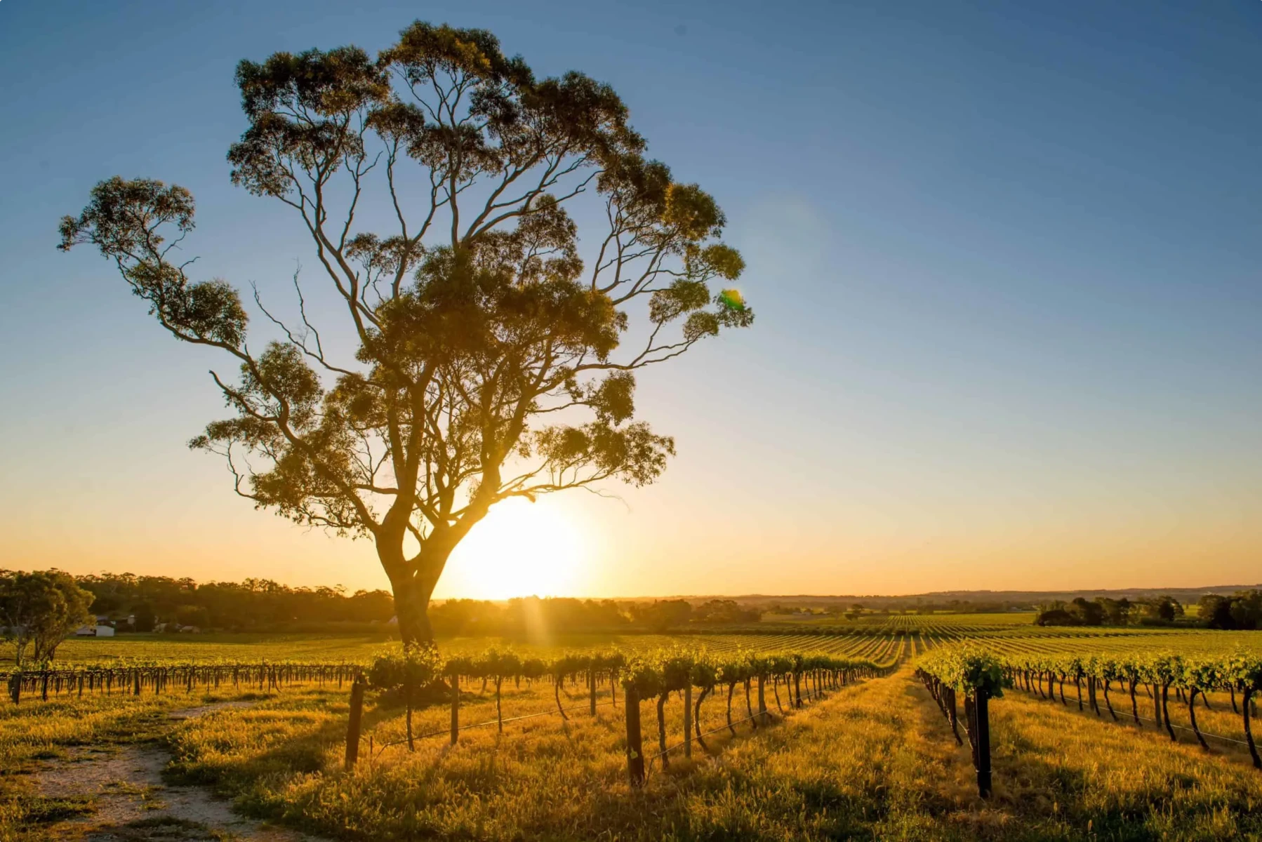 Barossa Valley Vineyard
